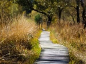 wooden track, path, trail-1932611.jpg